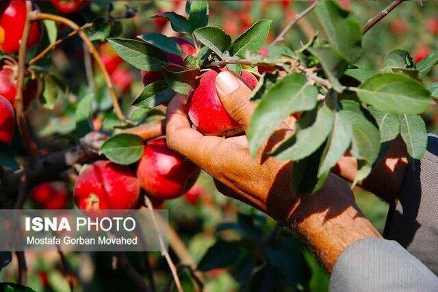 اهر سومین شهرستان تولیدکننده سیب در آذربایجان شرقی